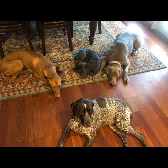 Meet your Posher, Bridget - Picture 2 of 6